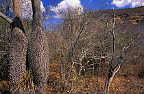 Typical tree on the Caatinga - thorns and swollen trunk for water storage, NE Brazil