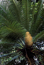 Male flower of cycad palm {Cycas sp} Xishuangbanna, Yunnan, China {Cycas pectinata?}