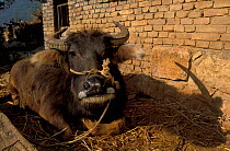 Domestic water buffalo {Bubalus arnee bubalis} Han farming village, Honge, Yunnan, China