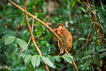 Young macaque {Macaca assamensis?} Xishuangbanna Reserve, Yunnan, China