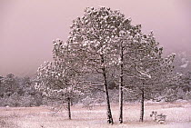 Yunnan pine trees in snow {Pinus yunnanensis} Lijiang, Yunnan province, China