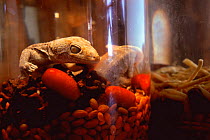 Tockay gecko in glass jar (medicinal use) {Gekko gecko} Yunnan province, China