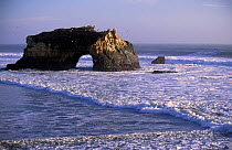 Natural rock arch in surf, Natural Bridges State Park, Santa Cruz, California, USA