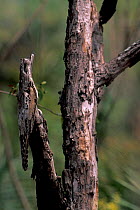 Common potoo at day roost {Nyctibus griseus} Cerrado habitat, NE Brazil