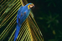 Blue and yellow macaw (Ara ararauna) Cerrado habitat, Piaui State, Brazil