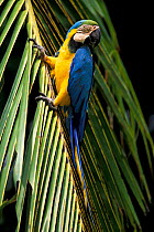 Blue and yellow macaw {Ara ararauna} Cerrado habitat, Piaui State, Brazil