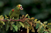 Blue fronted amazon parrot feeding on flower {Amazonia aestiva} Piaui State, NE Brazil