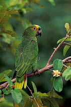Blue fronted amazon parrot {Amazonia aestiva} Piaui State, NE Brazil