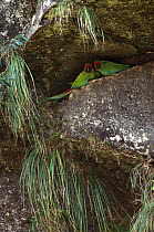 Military macaw pair on rock ledge {Ara militaris} Pongo, Urubamba river, Amazonia, Peru