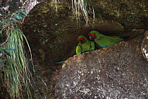Military macaw pair on rock ledge {Ara militaris} Pongo, Urubamba river, Amazonia, Peru