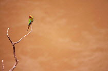 Military macaw perched {Ara militaris} Pongo, Urubamba river, Amazonia, Peru