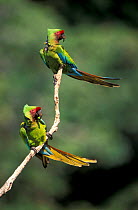 Two Military macaws {Ara militaris} Pongo, Urubamba river, Amazonia, Peru