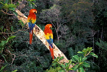 Two Scarlet macaws {Ara macao} perched in rainforest, Madre de Dios, Amazonia, Peru