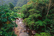Cloud forest stream. Manu National Park, Peru, South America