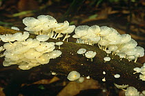 Fungi growing on rainforest log, Manu NP, Peru