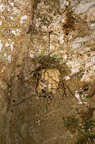 Paper wasps {Polistes sp} on suspended nest, Amazonia, Peru