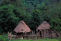 Machiguenga indian huts, Timpia community, Lower Urubamba river, Amazonia, Peru