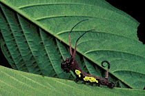 Cryptic horned Lepidoptera caterpillar. Cloud forest, Peru