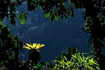 Sunlight on Bromeliad in cloud forest canopy, Manu cloud forest, Peru