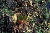 Bromeliad + Epiphytic growth on trees, Manu cloud forest, Peru (2000 to 3500m)