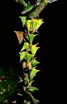 Thorn mimic treehoppers on trunk {Membracidae} Manu Cloud Forest, Peru