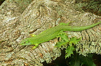 Green lizard {Lacerta viridis}, Western Europe, captive
