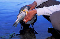 Bai fisherman forces cormorant to regurgitate fish, Erhai Lake, Dali, Yunnan, China