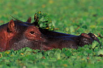 Hippo amongst water cabbage. {Hippopotamus amphibius} Masai Mara, Kenya.