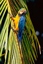 Blue & Yellow macaw {Ara ararauna} Cerrado Habitat, Brazil, South America.