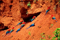 Three species of Macaw at clay lick. Red & Green macaw, Scarlet macaw and Blue & Yellow macaw {Ara Chloroptera, Ara Macao, Ara araraunaon}  Timpia clay lick, Urubamba River. Amazon Rainforest, Peru. S...