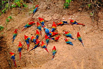 Three species of Macaw on clay lick. Red & Green macaw, Scarlet macaw and Blue & Yellow macaw {Ara Chloroptera, Ara Macao, Ara araraunaon}  Timpia clay lick, Urubamba River. Amazon Rainforest, Peru. S...