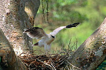 Crested eagle chick on nest exercising wings {Morphnus guianensis}  Amazon rainforest. Peru, South America.