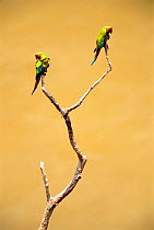 Military macaws {Ara militaris} in tree. Lower Urubamba River. Amazon, Peru, South America.