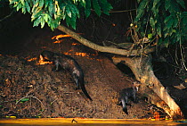 Giant otter and baby at den entrance {Pteronura brasiliensis} Manu National Park. Amazon Rainforest Peru South America