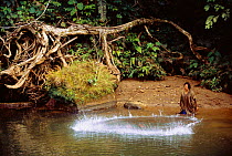 Machiguenga Indian casting fishing net. Timpia Community, Lower Urubamba River. Amazon rainforest, Peru. South America