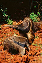 Giant anteater {Myrmecophaga tridactyla} with baby feeding at Termite mound. Brazil.