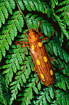 Long-horned beetle {Cerambydidae} Manu Cloud Forest, Peru, South America