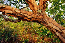 Thick Corky bark on tree - fire resistant. Cerrado habitat. Brazil. South America. Threatened habitat