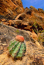 Pope's Head or Turk's head cactus{Melocactus sp.} Caatinga Habitat, NE Brazil, South America. Threatened habitat.