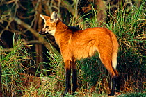 Maned wolf {Chrysocyon brachyurus} Cerrado habitat. Brazil. South America.