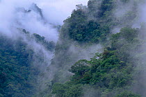 Rainforest at dawn. Pongo de Mainique Canyon. Urubamba River, Amazon rainforest, Peru. South America