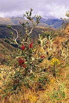 Paramo vegetation at 3000m above sea level. Crossing east over the Andes into Cloud Forest, Peru. South America