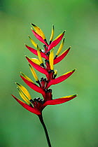 Bird of Paradise Flower {Heliconia sp.} Manu Cloud Forest, Peru, South America