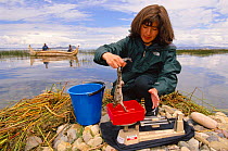 Giant Titicaca frog {Telmatobius culeus} and researcher Esther Perez, Lake Titicaca. Boliivia / Peru. Totora reed boat in background. 2002