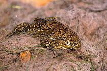 Giant Titicaca Lake frog {Telmatobius culeus} in capture net.
