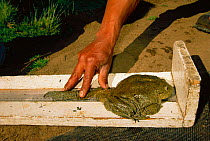 Giant Titicaca Lake frog {Telmatobius culeus} being measured by scientist. Lake Titicaca, Bolivia / Peru
