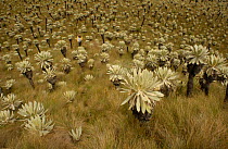 Frailejones (Espeletia) and tourist. {Espeletia pycnophylla} tall plants {Espeletia sp.} short plants). El Angel Ecological Reserve, 3700 m above sea level. Paramo habitat. Andes, NE Ecuador. Plants e...