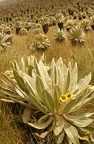 Frailejones (Espeletia) in bloom . El Angel Ecological Reserve, 3700 m above sea level. Paramo habitat. Andes, NE Ecuador. Plant endemic to northern Andes