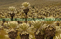 Frailejones (Espeletia) in bloom {Espeletia pycnophylla} Tall plants. {Espeletia sp.} short plants, El Angel Ecological Reserve, 3700 m above sea level. Paramo habitat. Andes, NE Ecuador. Plants Endem...