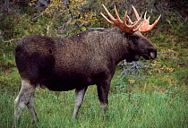 European moose bull {Alces alces}, Sarek National Park, Sweden.